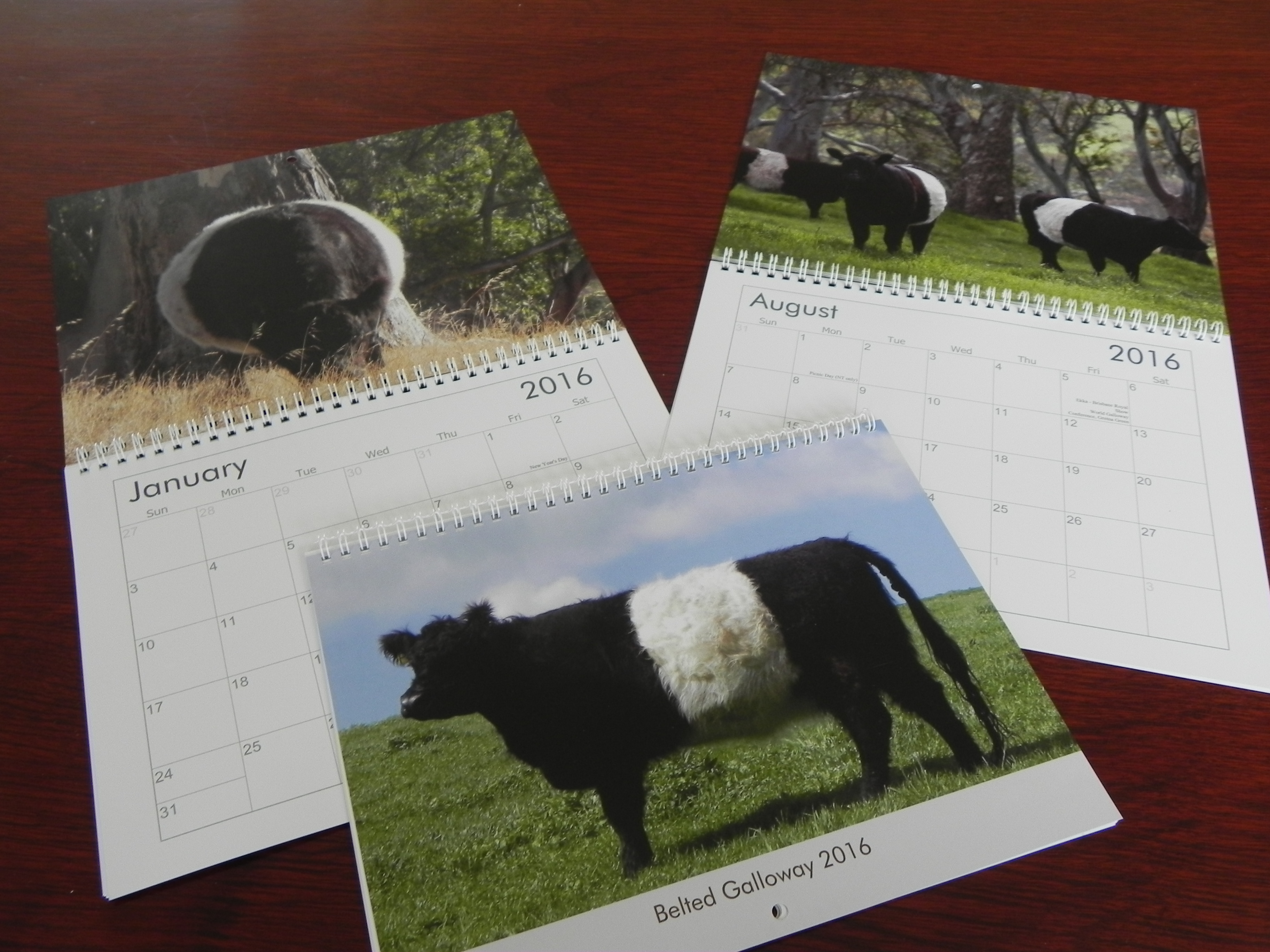 2016 Belted Galloway Calendar-3